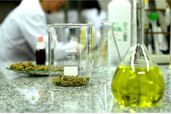 Extracción y filtración de Cannabis medicinal